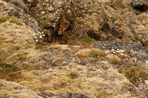 The Arctic Oasis at Howe Harbour © SW
